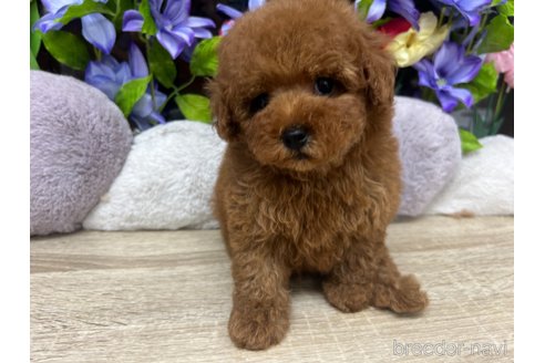 成約済の大阪府のトイプードル-312198の4枚目